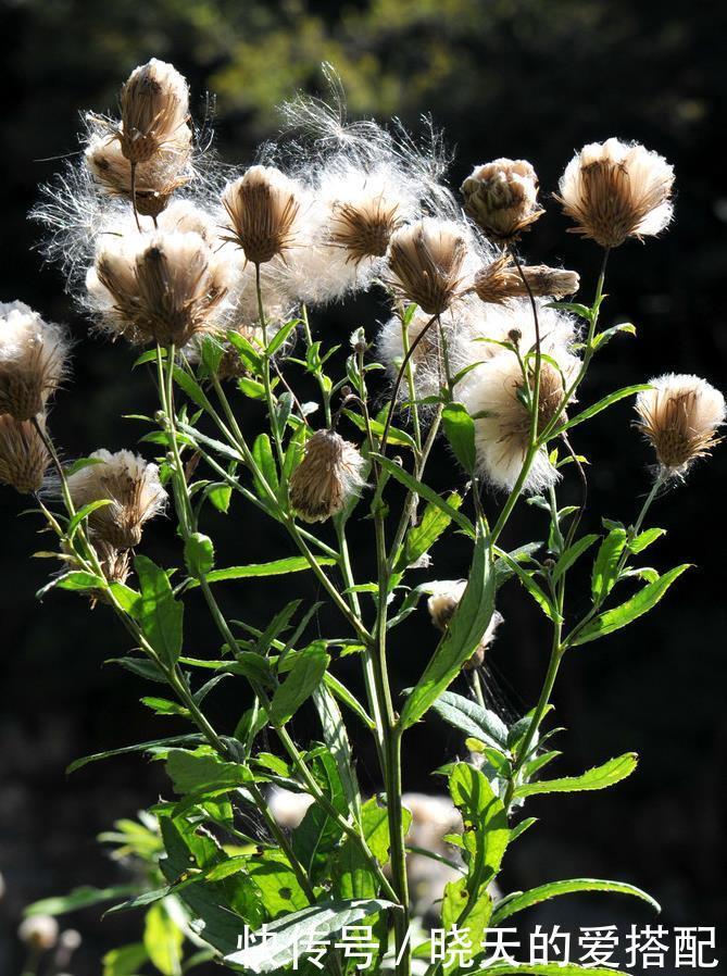  被低估的“三种花”，寓意好“营养价值高”，养一盆家人更健康