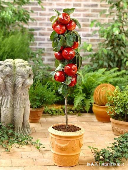 8种水果盆栽比花都美,果实多好打理,够一家人吃一年了!