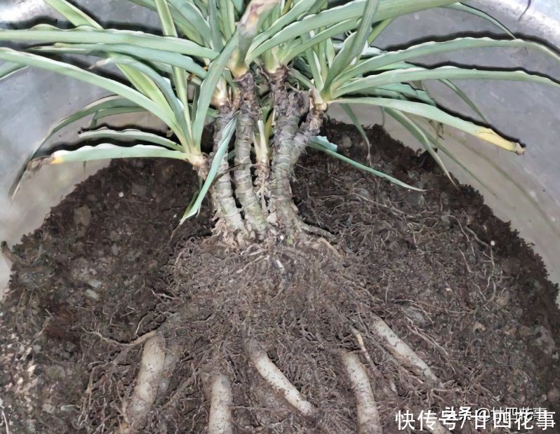 普普通通的吊兰，被养成了“老桩”，花友：袖珍版龙血树