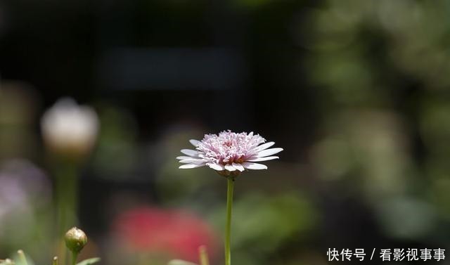 15种便宜花草，原以为很普通，没想到成为花园中的“颜值担当”！