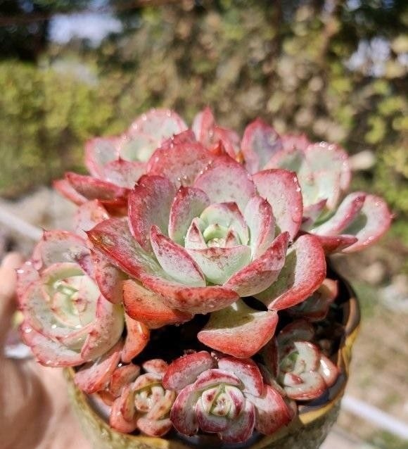 多肉|多肉好看不好养,想要养好它!“先要有环境,后要有技术”