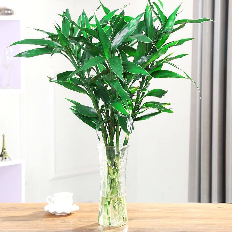 富贵竹|4种花,是“旺运花”,大户人家都在养,你在养哪几种