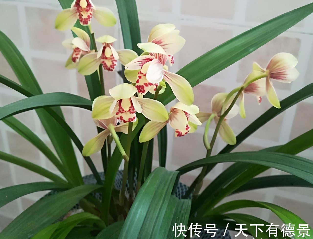 养护|七月养兰花,打好“三基础”,根系有劲,次月“咕噜”冒花苞