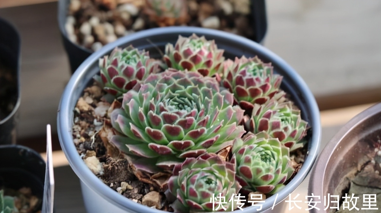 养多肉|多肉,春后盆栽忌讳这2点,不注意全窜成“恨天高”,茎细叶稀