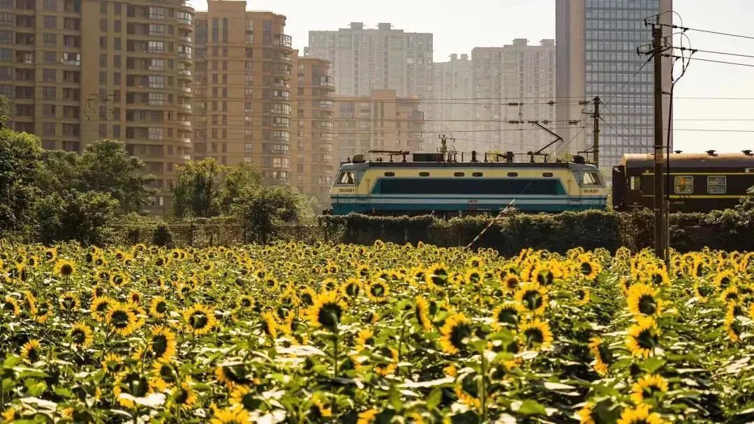 地块|十月秋光无限好！临平220余亩向日葵花海，等你来打卡！