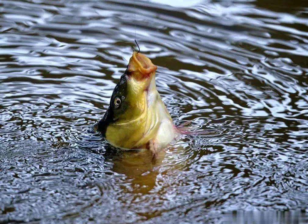 刮风|钓鱼和刮风有什么联系能回答这三个问题,说明你钓鱼有些年头了
