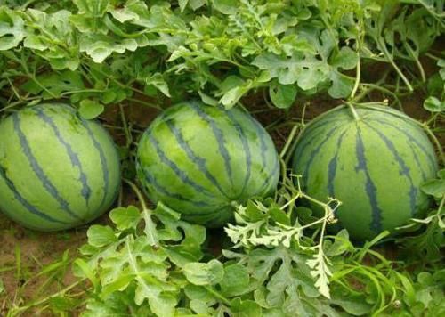 中年|当地人提醒:去到沙漠看到西瓜不能随便摘,以免发生不必要的麻烦