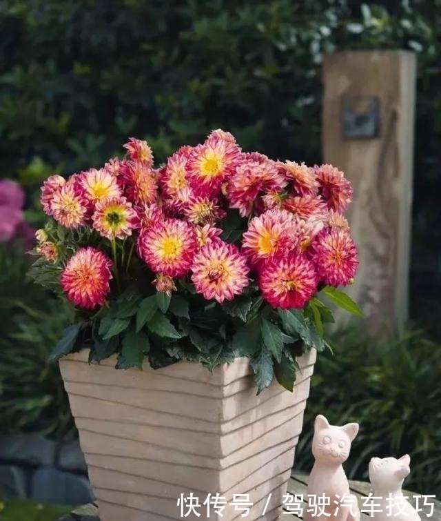 花期|这8种懒人花,花期长,好看又好养!这8种懒人花,花期长,好看又好养!