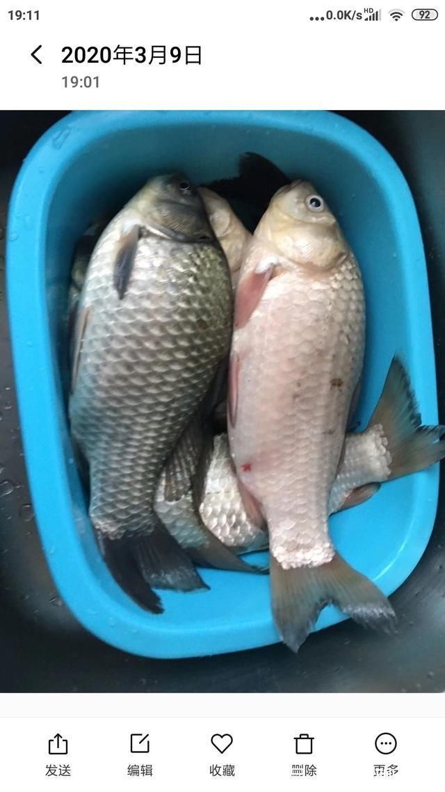 自制酒米窝料，野钓基本没空军，需要的钓友拿走