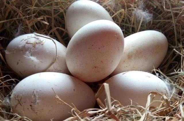 赖氨酸|怀孕后,4种食物孕妈尽量多吃点,或促进胎儿智力发育,别不舍得