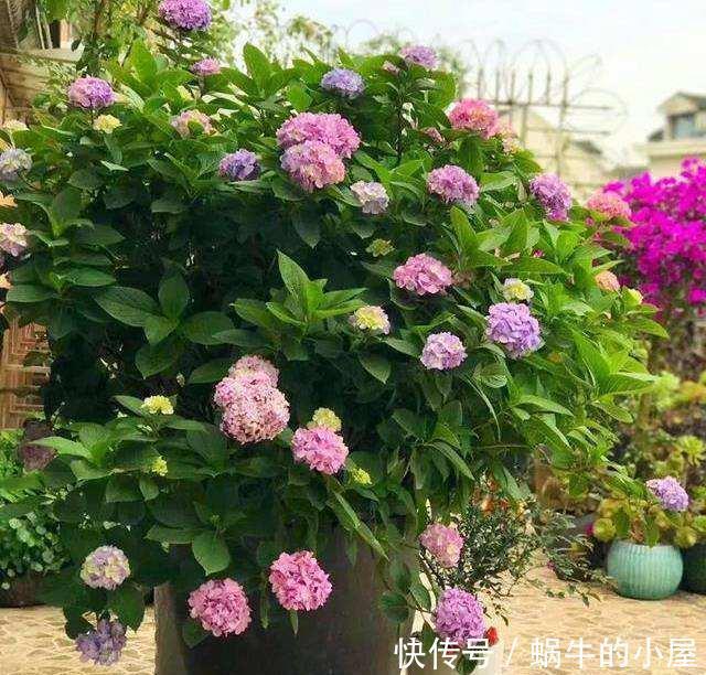 绣球|5种漂亮花,喜欢“穷养”,挤在破盆里,能养30年