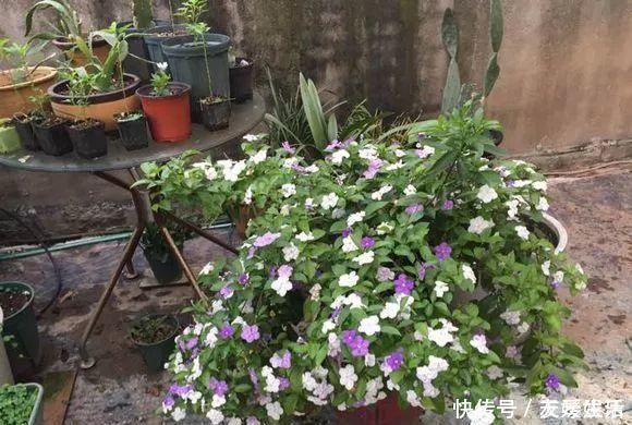 双色|非常好养的“双色茉莉”,花期长,花朵颜色多,邻居看了都羡慕