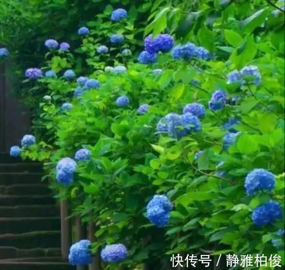 养护|这5种花种在家里一不小心就变成了花海