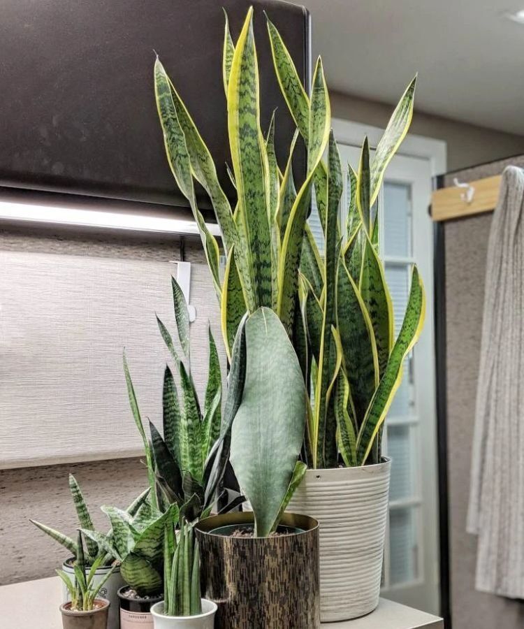 此几种花很养人,卧室客厅放几盆,净化空气,有助睡眠