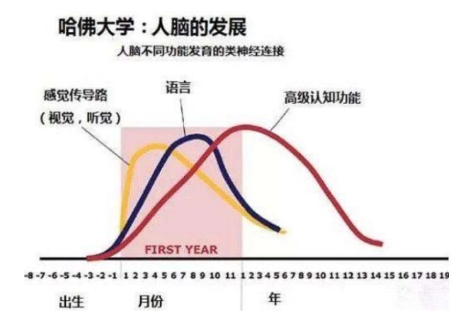 神经元|哈佛研究发现孩子一生有3次变聪明的机会,但并不是“初中”