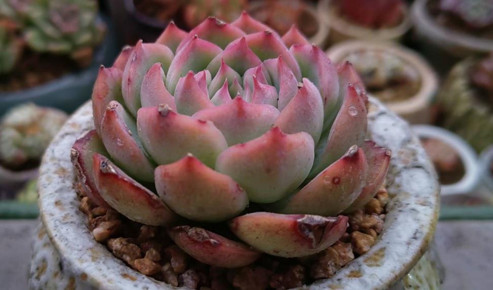 分享配土和浇水经验，包教包会，你不来瞅瞅