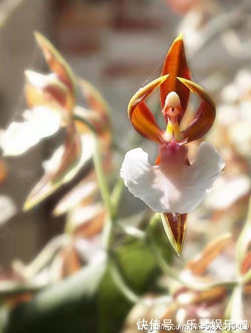 热带雨林|8种贵货花,见过的人真不多,见过3种就是“见多识广”