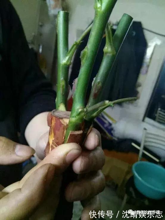 木香|月季养成树,开花一团团,轻松开成大花球,阳台也能养得好!
