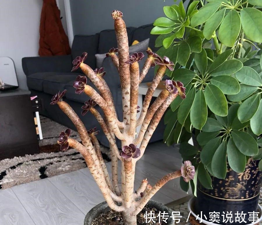 金枝玉叶不能长太高,越矮越值钱,一长高就砍!