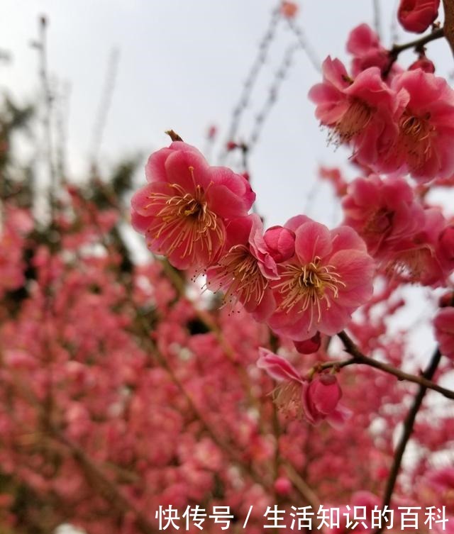 古代人都爱养的“4种花”，特上档次，家里养一盆，富贵满堂！