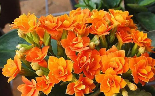 橡皮树|君子兰肥到流油,长寿花开不断,原来他用了这个小方法!