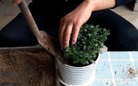 盆土板结怎么办不需要换新土,浇“1种水”就管,土壤立马松软
