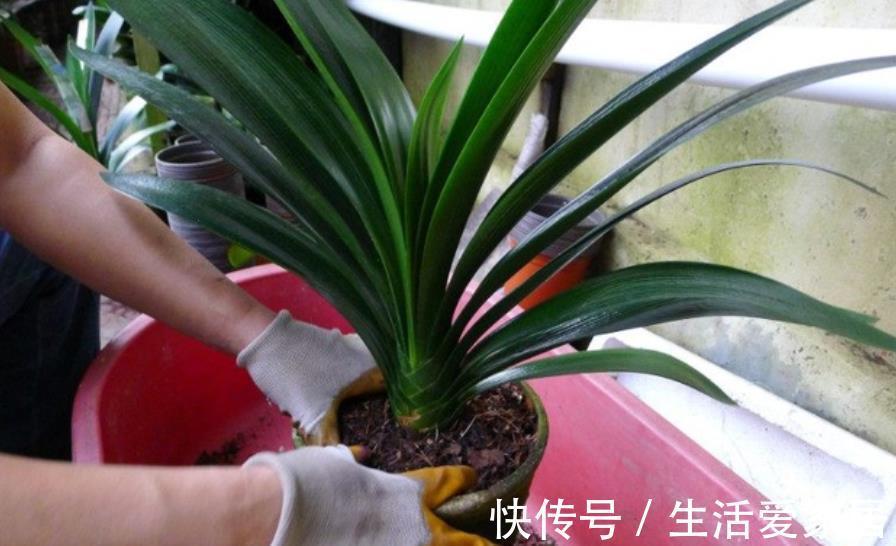 家里常见的“小东西”，在花盆里掺一把，君子兰叶片肥厚开花更多
