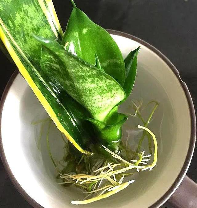 养8种花,别花“冤枉钱”,掐1片叶子“扔土里”,几天就生根