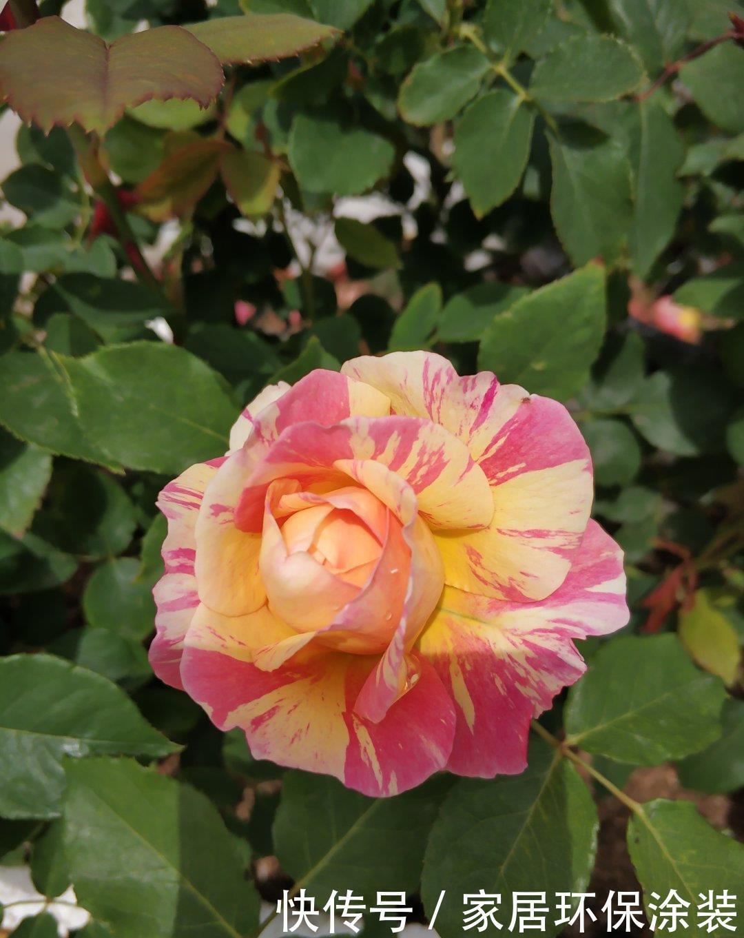 元气大伤|月季总是乱糟糟,做好“三动作”,枝叶疏密有致,花开一茬又一茬