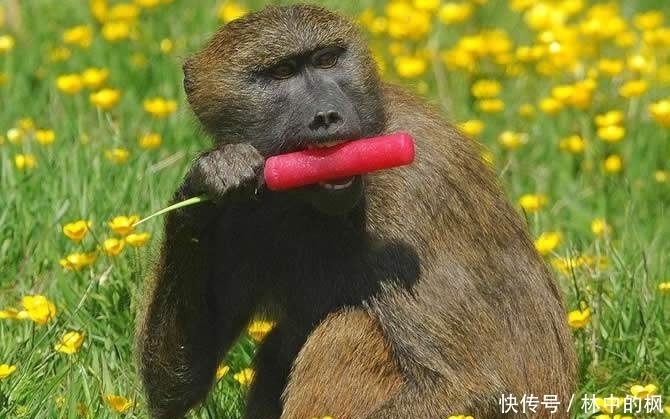 来看|快来看啊,我抓到了一群吃货!真是吃出新境界!