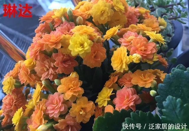 花友们,这花越养越上瘾,入坑成了品种控,家里开成花海洋