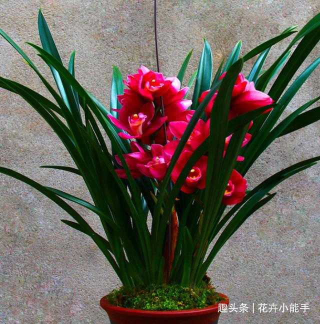 新手也能养的兰花—大将军，花色红艳，香味醇正，美得移不开双眼