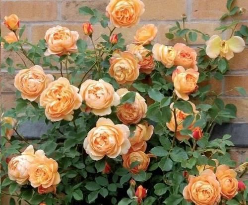 月季花新叶出现这种现象时，要及早矫正！