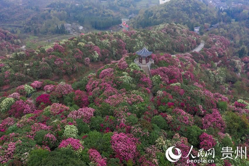 一路繁花似锦 百里杜鹃花开