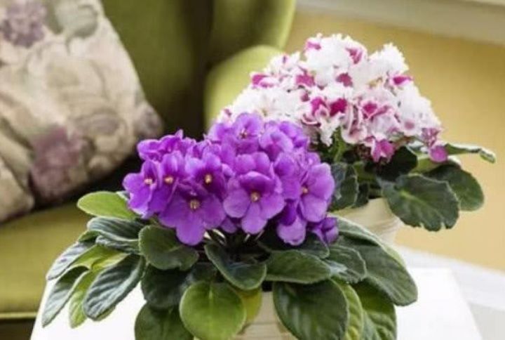 养花就养这种花,好养易活花量大,开花漂亮财运来,一养就上瘾