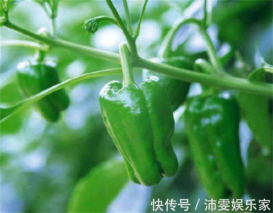 黑木耳|人到中年想长寿，多吃三种食物，排毒养颜、增强体质，气色也好！