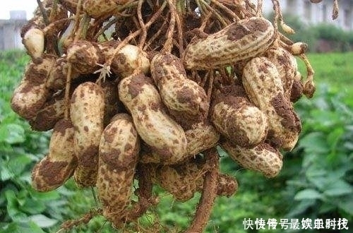 身体|常吃花生的人,身体不会差,但切忌与一物同食,却有很多人不清楚