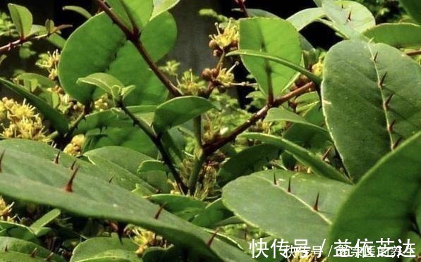 药材|农村一种“树”,全身都是刺,野外挖棵老桩树,能做精美盆景树!