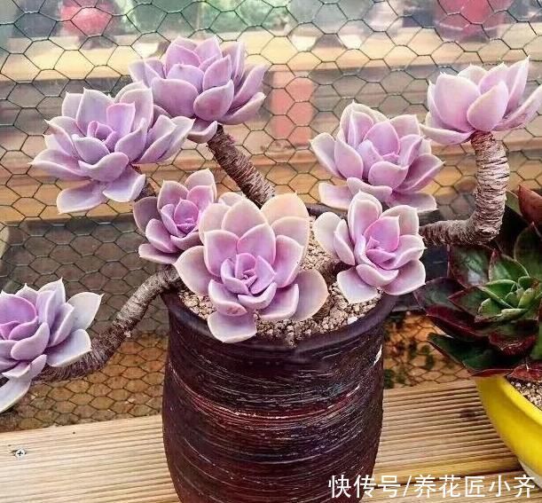 想要养好多肉,不要盲目“做傻事”,新手要避免掉,就能少踩坑