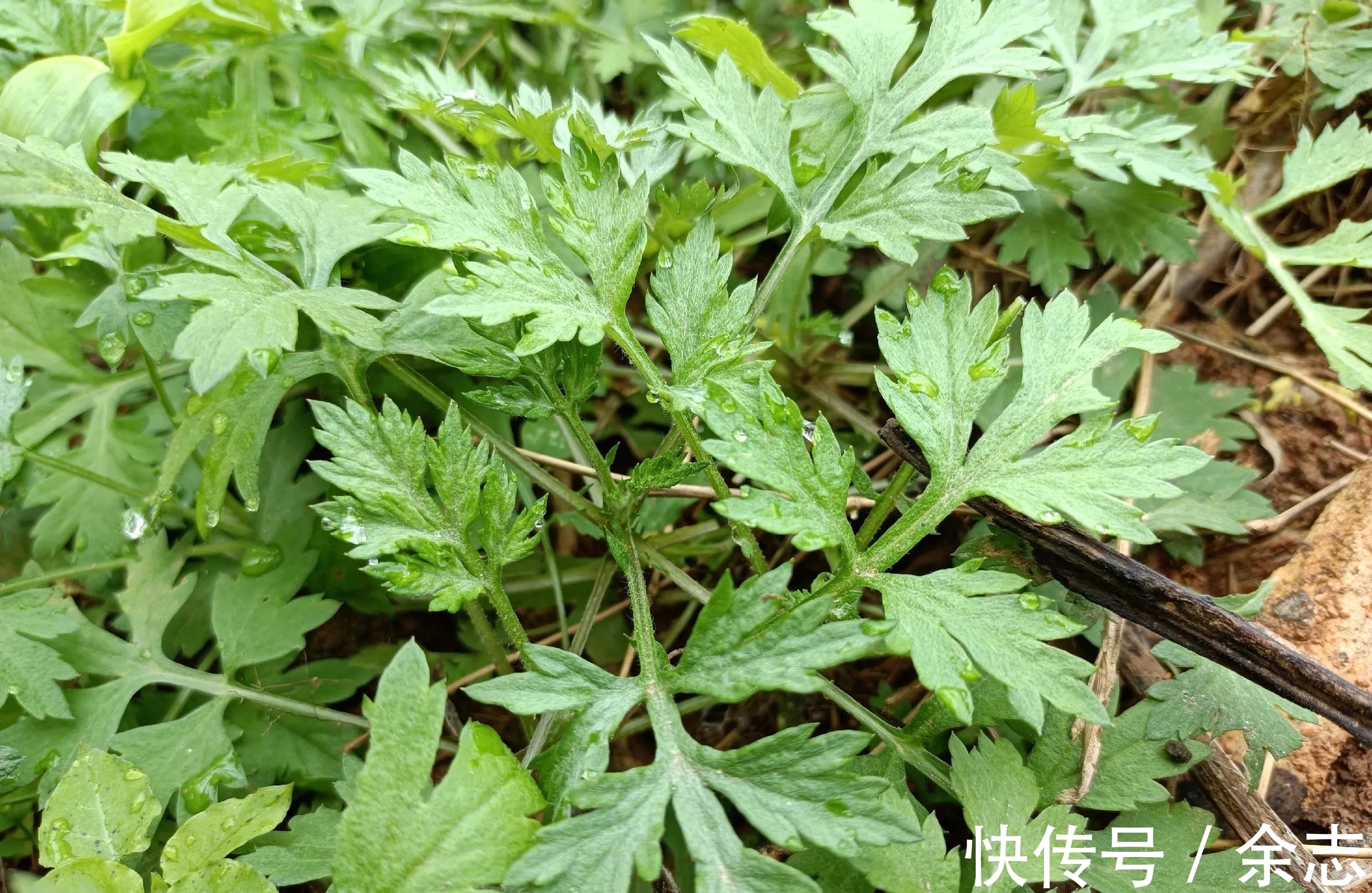 益母草|农村常见的8种新鲜草药，看看你见过多少种？