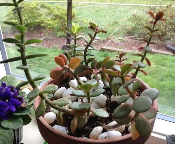 枝干|多肉枝干徒长学会剪一剪,母株变美、枝干扦插成新生幼苗