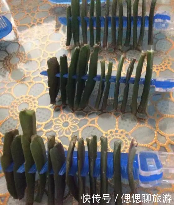 蟹爪兰叶子|蟹爪兰插在梳子上,一次50片,大白根呼呼冒,爆盆太过瘾