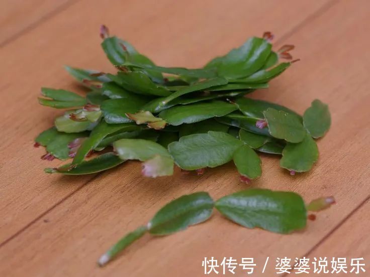 蟹爪兰简单扦插出几十盆,今后随便养,烂掉几棵也有底气