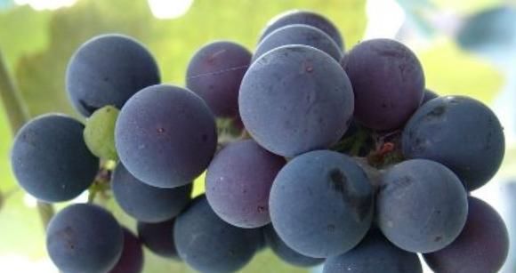 此种|吃完葡萄以后,一定别碰此种食物,为了自身的健康,早知早受益