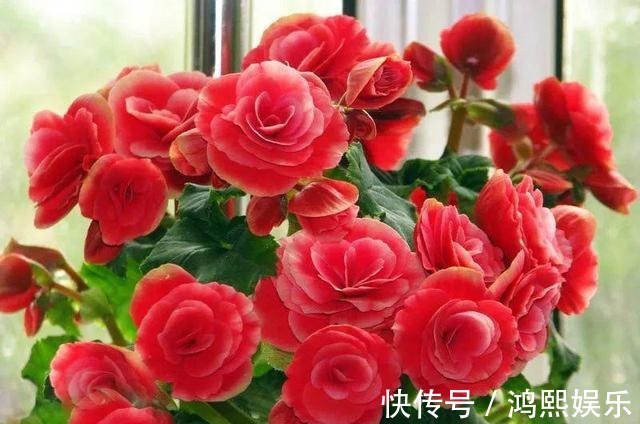 丽格海棠难过夏简单了解并不难，叶片翠绿，花色丰富！