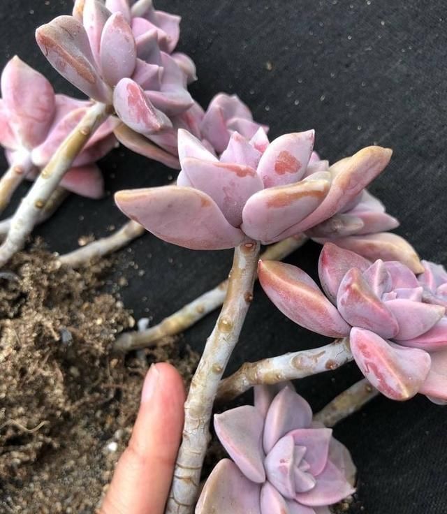 一种紫色“多肉”，5个养护小技巧，叶片肥，长成群生的漂亮老桩