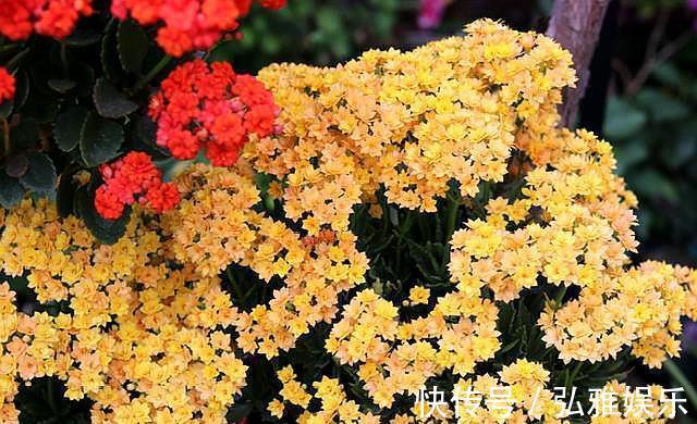 侧芽|盆栽长寿花，一年变“老桩”，只需做好“4件事”，开花千朵100天