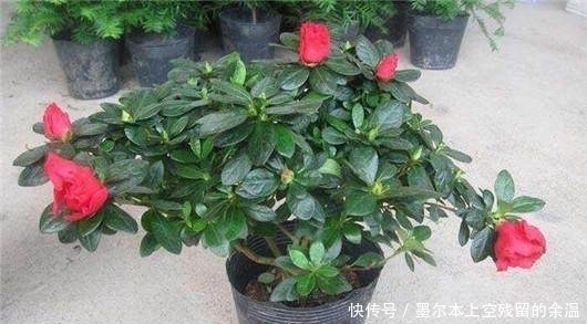 修剪|总是把花养死？这几个养花小技巧，学会了啥花都能养的好