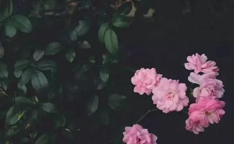差距|20多岁的年龄差距,却把一个破烂的农家小院变成了“桃花源”