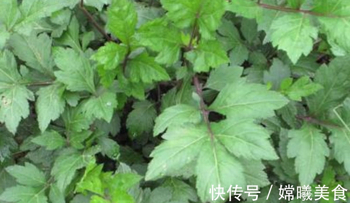 效用|南方地区特有的一种野菜,效用居然比益母草高,潮汕人用它煮汤喝